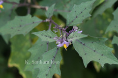Solanum anguivi